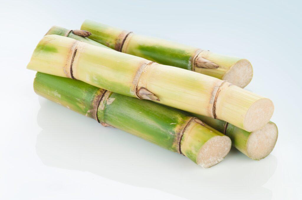 sustainable mannequins from sugarcane