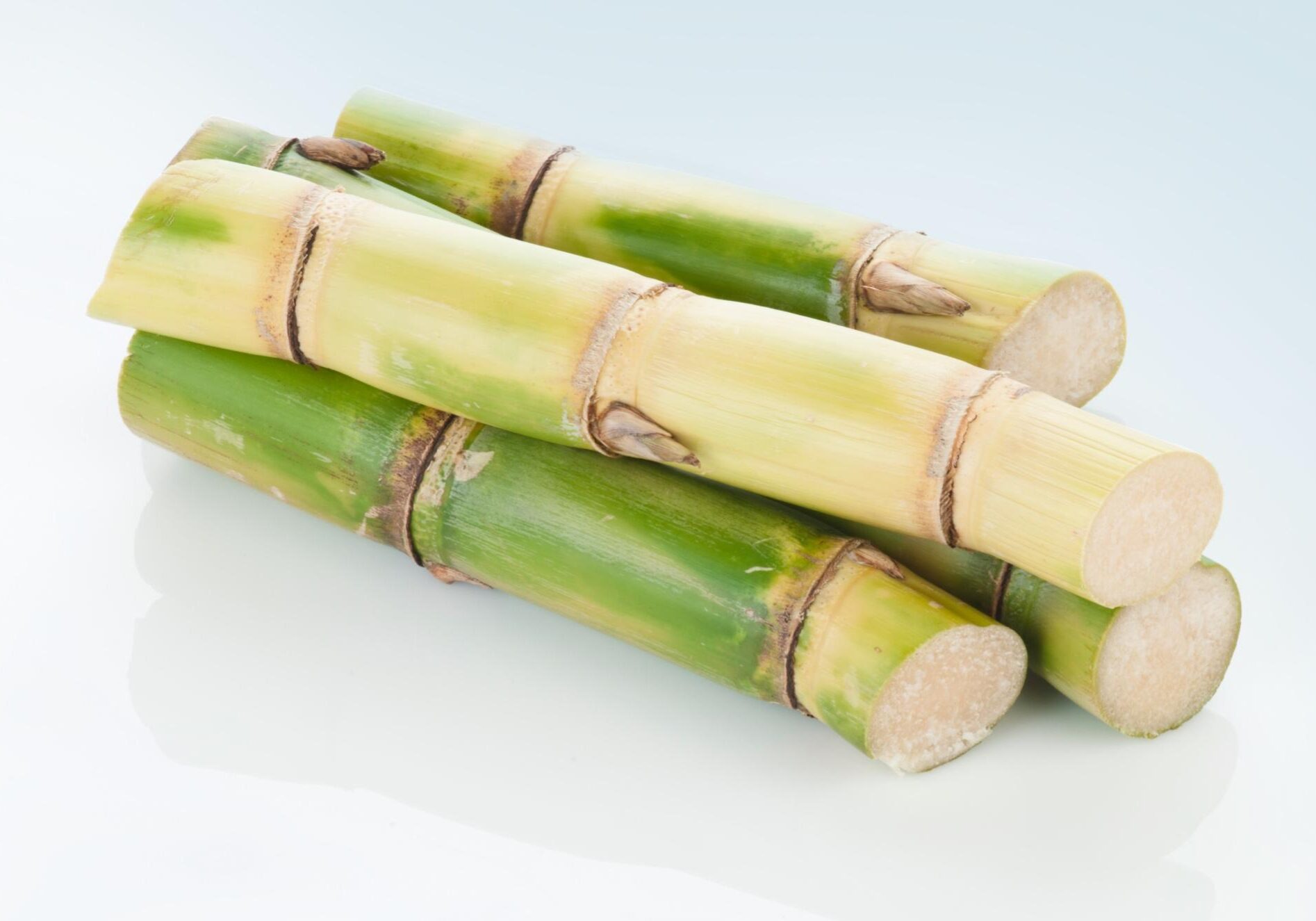 sustainable mannequins from sugarcane